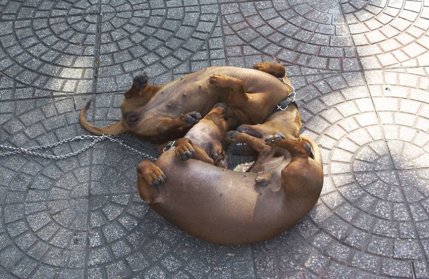 Местные обитатели Местные обитатели